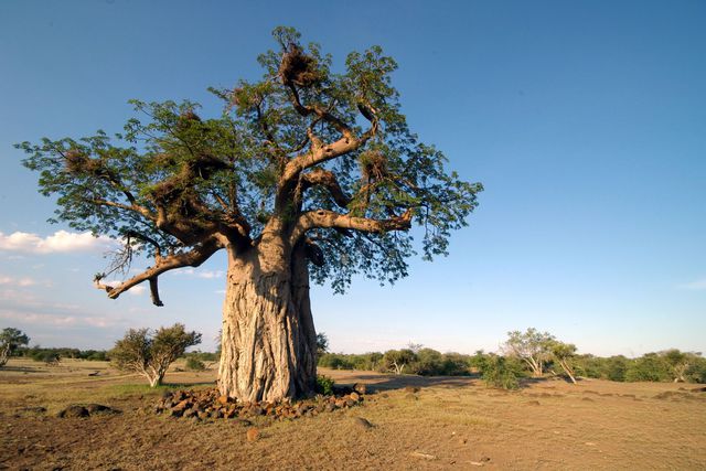 A craftsman grows like a baobab.