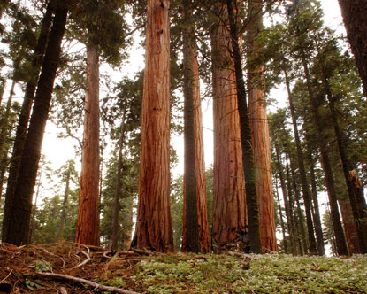 An engineer grows like a redwood.